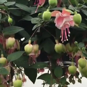 Fuchsia Southgate Live Plant - 6 Inch Pot - Indoor/Outdoor Flowering - Image 3