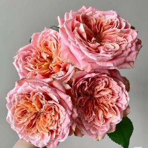 Funky Peach Rose Live Plant - Pink/Red Blend, Double Blooms, 80 cm Tall, Repeat Flowering - Image 2