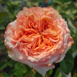 Funky Peach Rose Live Plant - Pink/Red Blend, Double Blooms, 80 cm Tall, Repeat Flowering - Image 3