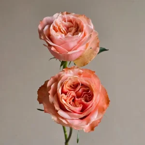 Funky Peach Rose Live Plant - Pink/Red Blend, Double Blooms, 80 cm Tall, Repeat Flowering - Image 4