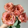 Funky Peach Rose Live Plant - Pink/Red Blend, Double Blooms, 80 cm Tall, Repeat Flowering - Image 1