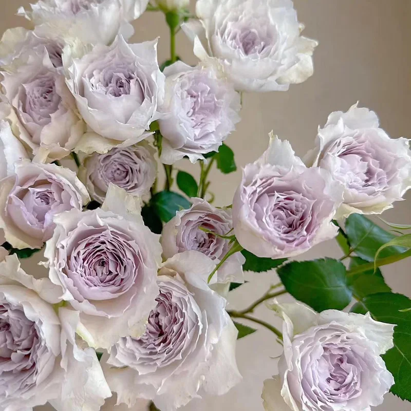 Fuyue Rose Live Plant - Pink-Purple Vintage Bloom, 110 cm Tall - Image 2