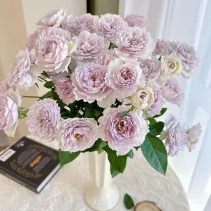 Fuyue Rose Live Plant - Pink-Purple Vintage Bloom, 110 cm Tall - Image 3