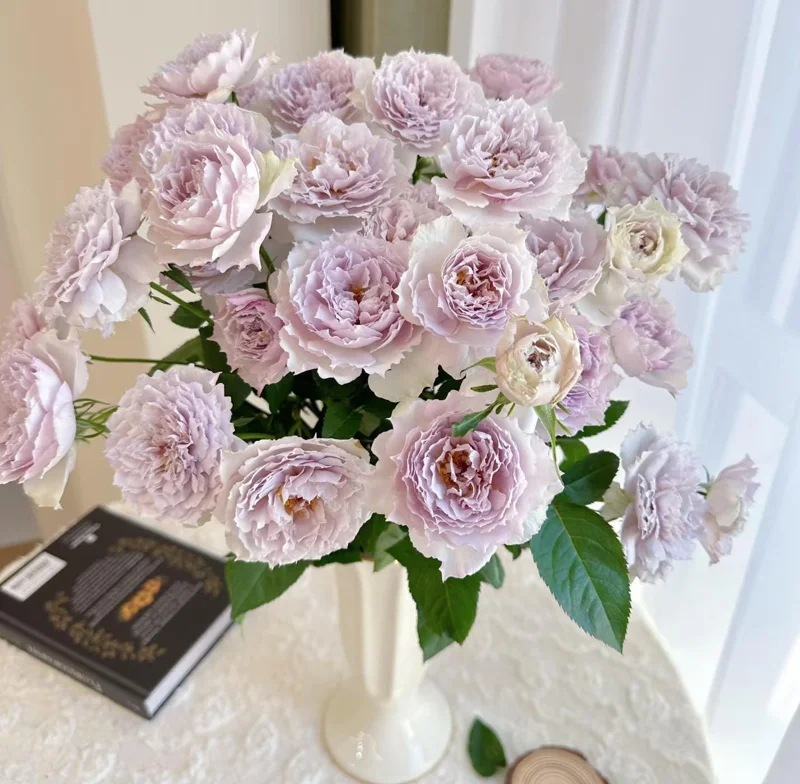 Fuyue Rose Live Plant - Pink-Purple Vintage Bloom, 110 cm Tall - Image 3