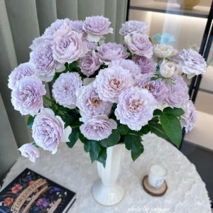 Fuyue Rose Live Plant - Pink-Purple Vintage Bloom, 110 cm Tall - Image 4