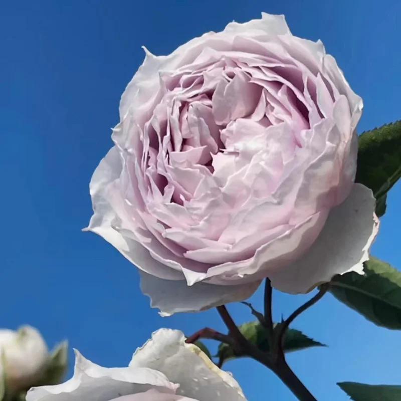 Fuyue Rose Live Plant - Pink-Purple Vintage Bloom, 110 cm Tall - Image 5
