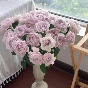 Fuyue Rose Live Plant - Pink-Purple Vintage Bloom, 110 cm Tall - Image 6