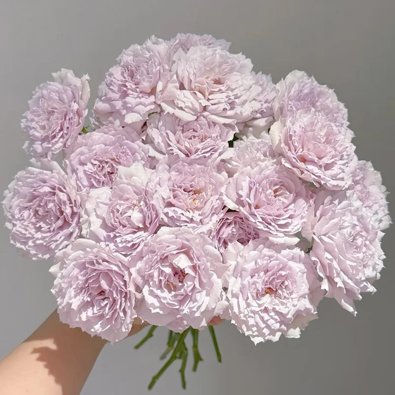 Fuyue Rose Live Plant - Pink-Purple Vintage Bloom, 110 cm Tall - Image 1