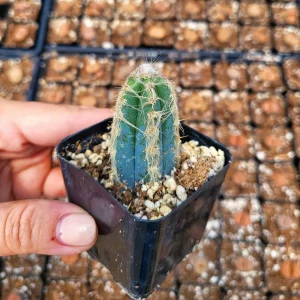 Fuzzy Blue Cactus (Pilosocereus Pachycladus) Live Plant – 2 inch Pot - Image 2
