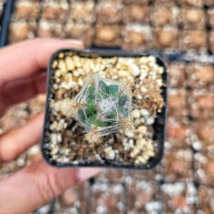 Fuzzy Blue Cactus (Pilosocereus Pachycladus) Live Plant – 2 inch Pot - Image 3
