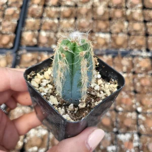 Fuzzy Blue Cactus (Pilosocereus Pachycladus) Live Plant – 2 inch Pot - Image 4