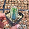Fuzzy Blue Cactus (Pilosocereus Pachycladus) Live Plant – 2 inch Pot - Image 1