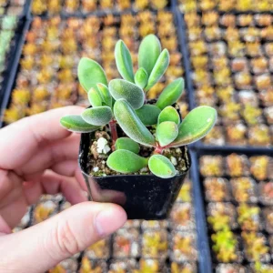 Fuzzy Crassula congesta Live Succulent Plant – 2 Inch Potted Crassula - Image 1
