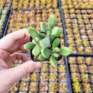Fuzzy Crassula congesta Live Succulent Plant – 2 Inch Potted Crassula - Image 7