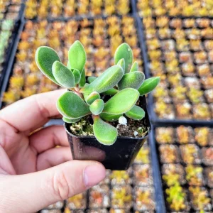Fuzzy Crassula congesta Live Succulent Plant – 2 Inch Potted Crassula - Image 8