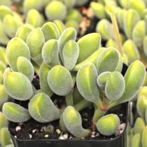 Fuzzy Crassula congesta Live Succulent Plant – 2 Inch Potted Crassula - Image 9