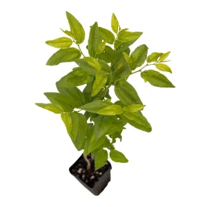 GA-866 Jujube Live Plant – Chinese Red Date Tree, Own Root, 12-16 in Tall, Zones 6-11 - Image 4