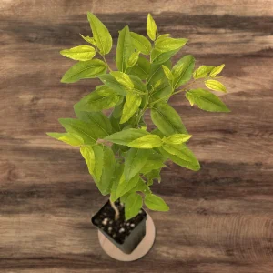 GA-866 Jujube Live Plant – Chinese Red Date Tree, Own Root, 12-16 in Tall, Zones 6-11 - Image 6
