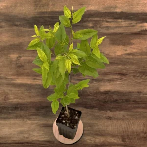 GA-866 Jujube Live Plant – Chinese Red Date Tree, Own Root, 12-16 in Tall, Zones 6-11 - Image 7