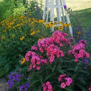 Garden Phlox 'Coral Crème Drop' Live Starter Plant - 4-8