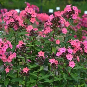 Garden Phlox 'Coral Crème Drop' Live Starter Plant - 4-8