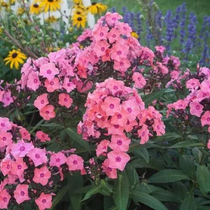 Garden Phlox 'Coral Crème Drop' Live Starter Plant - 4-8