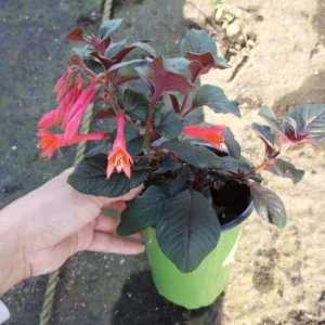 Gartenmeister Fuchsia Live Plant – 6 inch Potted Flowering Plant – Indoor/Outdoor - Image 2