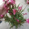 Gaura Lindheimeri Drak Rose Live Plant – 6 Inch Pot – Outdoor Perennial Flower - Image 1