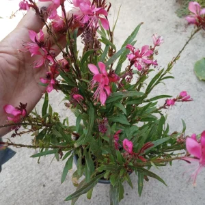 Gaura Lindheimeri Drak Rose Live Plant – 6 Inch Pot – Outdoor Perennial Flower - Image 1