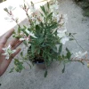 Gaura Lindheimeri White Live Plant – 6 Inch Pot – Outdoor Perennial Flower - Image 1