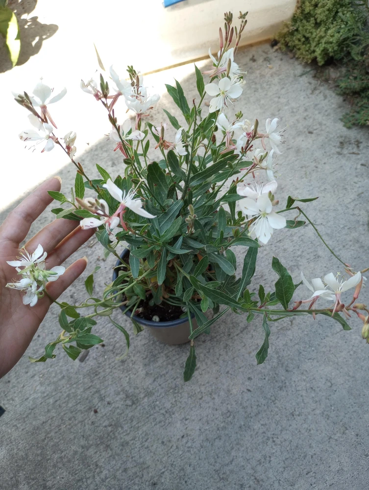 Gaura Lindheimeri White Live Plant – 6 Inch Pot – Outdoor Perennial Flower - Image 1