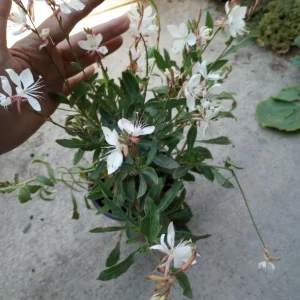 Gaura Lindheimeri White Live Plant – 6 Inch Pot – Outdoor Perennial Flower - Image 2