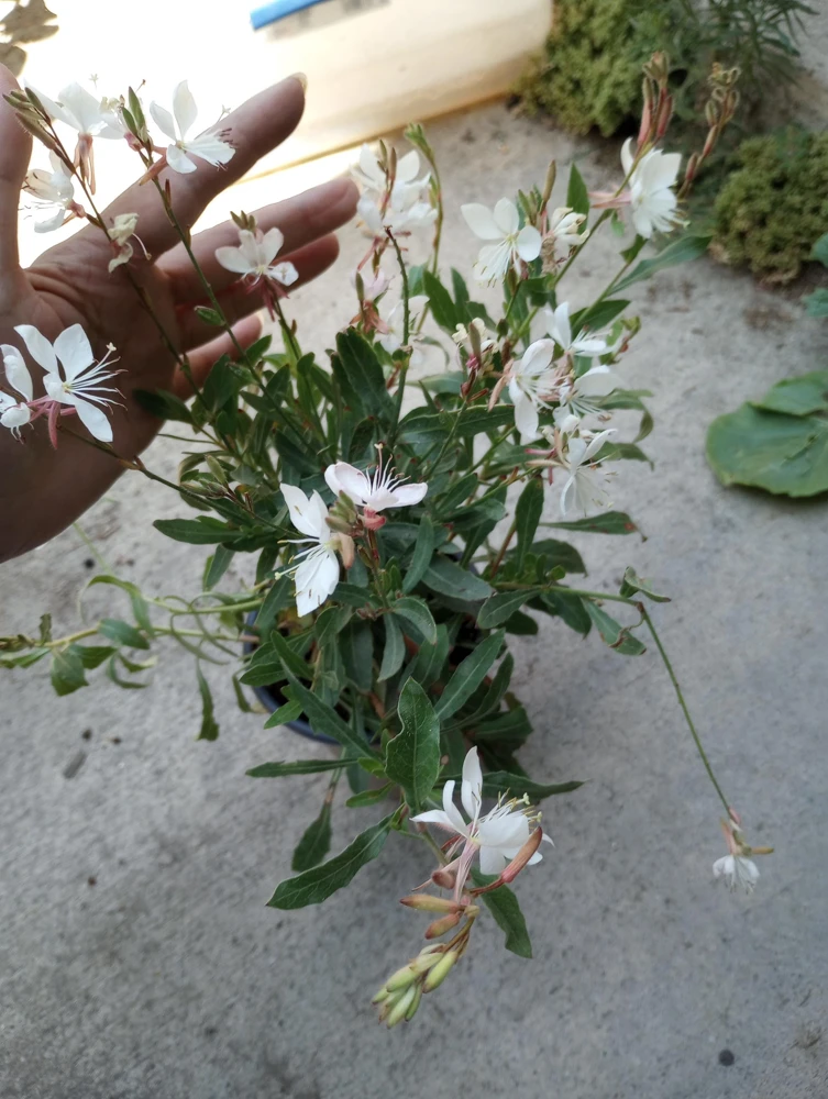 Gaura Lindheimeri White Live Plant – 6 Inch Pot – Outdoor Perennial Flower - Image 2