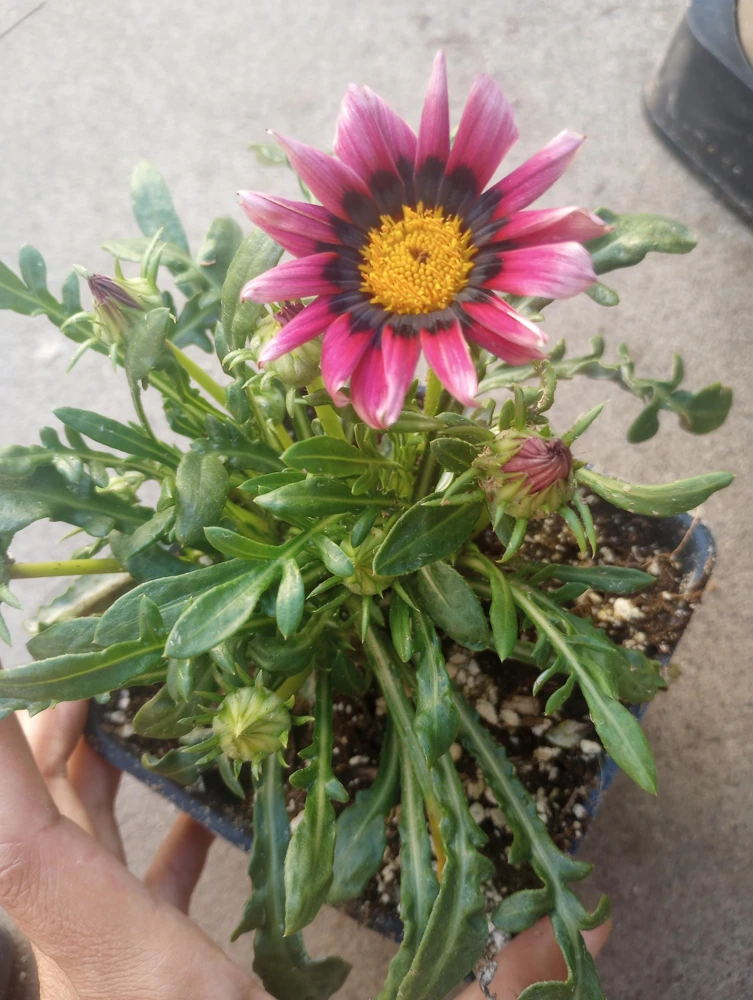 Gazania Plants Live Plant – Mixed Colors – 4 Inch Pot – Outdoor Flower - Image 1