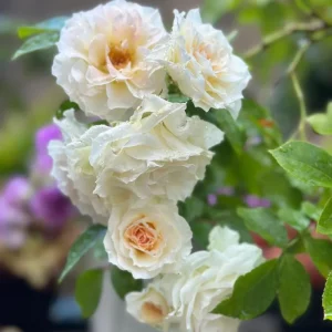 Gelato Rose Live Plant - White/Cream Yellow, Double Petals, 30-50 cm Tall - Image 4