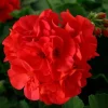 Geranium Calliope Large Dark Salmon Live Plant Plug - 1 Count - Image 1