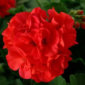 Geranium Calliope Large Dark Salmon Live Plant Plug - 1 Count - Image 1