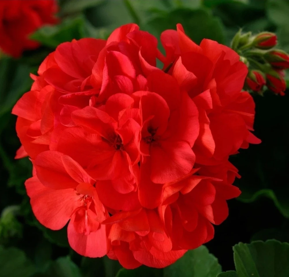 Geranium Calliope Large Dark Salmon Live Plant Plug - 1 Count - Image 1
