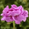 Geranium Calliope Lavender Live Plant Plug - 1 Well-Rooted Mounding Annual for Outdoor Planters - Image 1