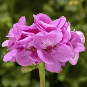Geranium Calliope Lavender Live Plant Plug - 1 Well-Rooted Mounding Annual for Outdoor Planters - Image 1