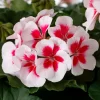 Geranium Calliope Medium White Splash Live Plant – Annual in 2 Inch Pot – Outdoor - Image 1