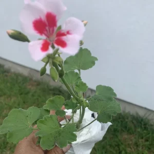 Geranium Calliope Medium White Splash Live Plant – Annual in 2 Inch Pot – Outdoor - Image 3