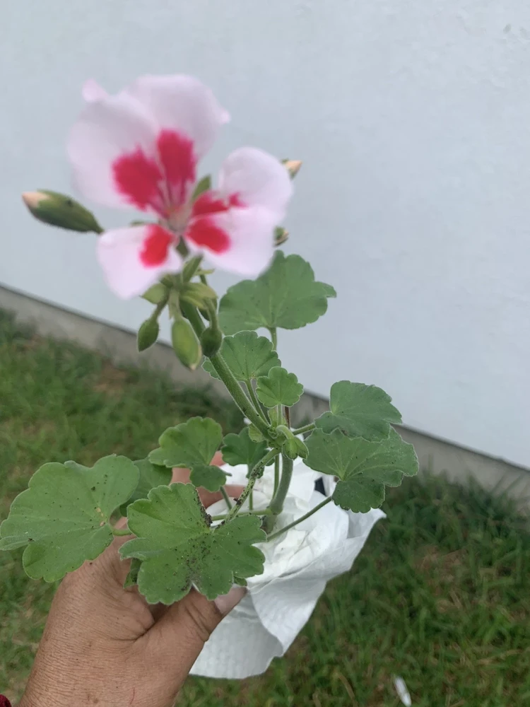 Geranium Calliope Medium White Splash Live Plant – Annual in 2 Inch Pot – Outdoor - Image 3