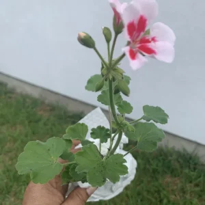 Geranium Calliope Medium White Splash Live Plant – Annual in 2 Inch Pot – Outdoor - Image 4