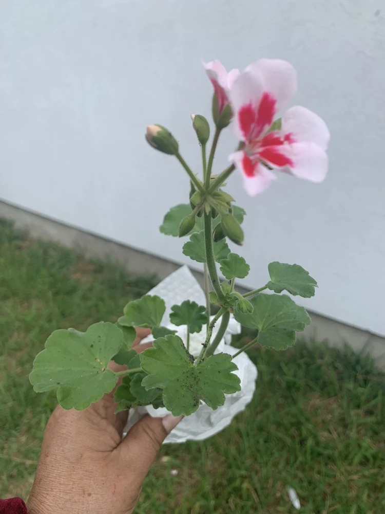 Geranium Calliope Medium White Splash Live Plant – Annual in 2 Inch Pot – Outdoor - Image 4