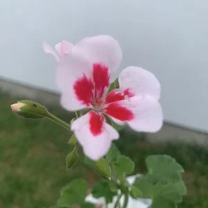 Geranium Calliope Medium White Splash Live Plant – Annual in 2 Inch Pot – Outdoor - Image 5