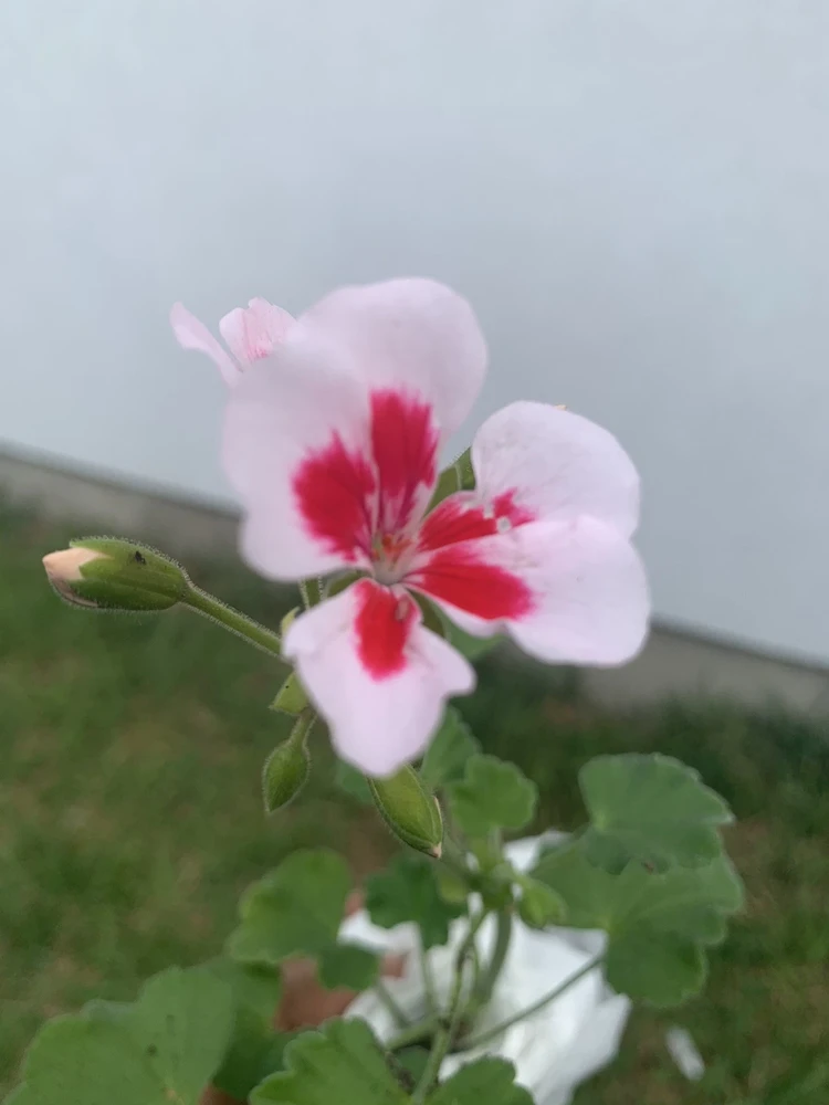 Geranium Calliope Medium White Splash Live Plant – Annual in 2 Inch Pot – Outdoor - Image 5