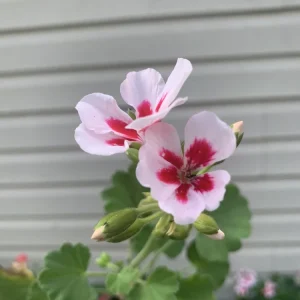 Geranium Calliope Medium White Splash Live Plant – Annual in 2 Inch Pot – Outdoor - Image 6