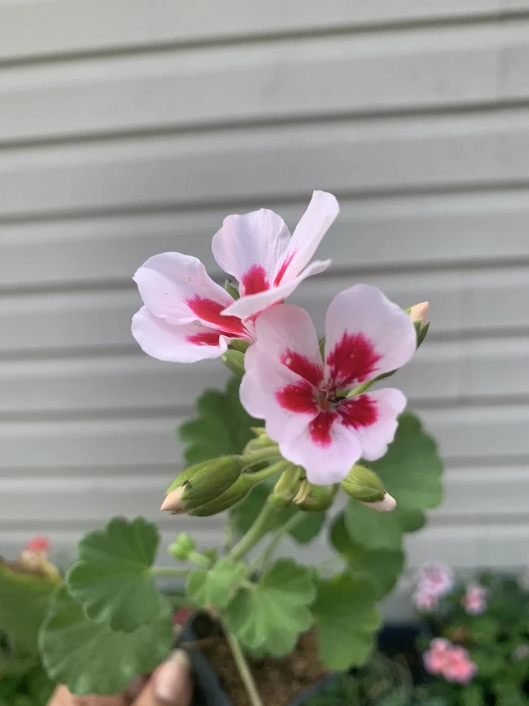 Geranium Calliope Medium White Splash Live Plant – Annual in 2 Inch Pot – Outdoor - Image 6