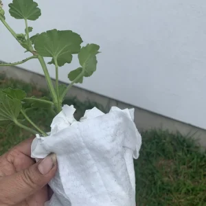 Geranium Calliope Medium White Splash Live Plant – Annual in 2 Inch Pot – Outdoor - Image 7